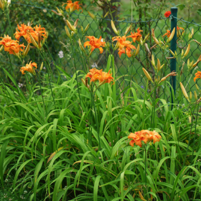 Hoa hiên: vị thuốc từ loài hoa làm cảnh độc đáo