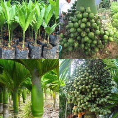 cây giống cau lùn tứ quý chuẩn giống