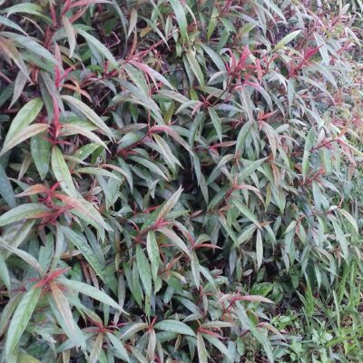 Cây hoàn ngọc đỏ