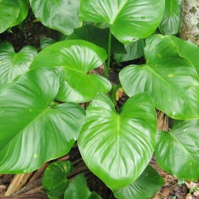 Cây Thiên niên kiện: Vị thuốc quý trị đau xương khớp