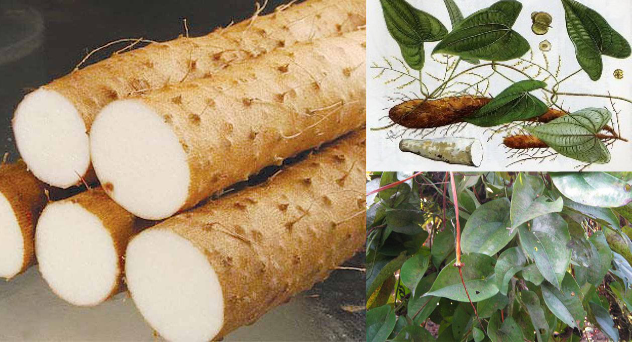 Cây Hoài sơn – Dược liệu quý trong nhà