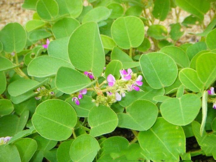 Cây kim tiền thảo (dược liệu) Cây kim tiền thảo (dược liệu)