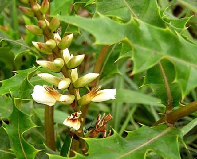 cây ô zô cây ô zô