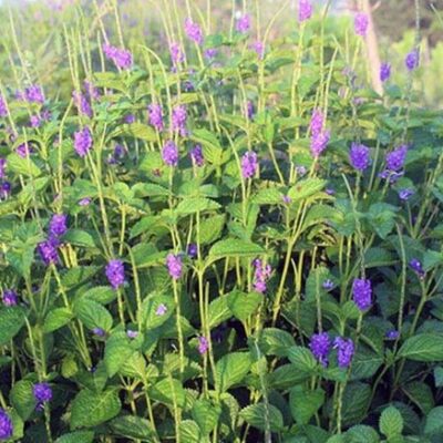 Cây Giống cây đuôi chuột