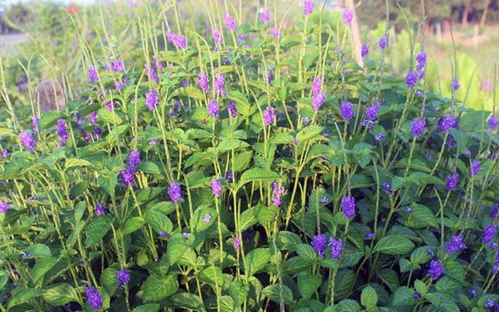 Cây Giống cây đuôi chuột