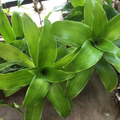 cây lược vàng - cây thảo dược quý