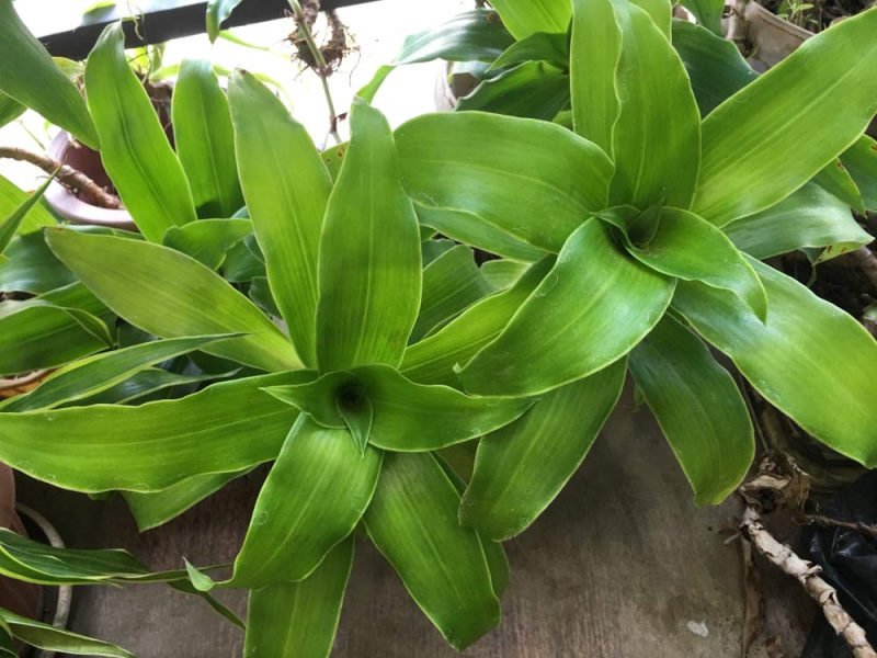 cây lược vàng - cây thảo dược quý cây lược vàng - cây thảo dược quý