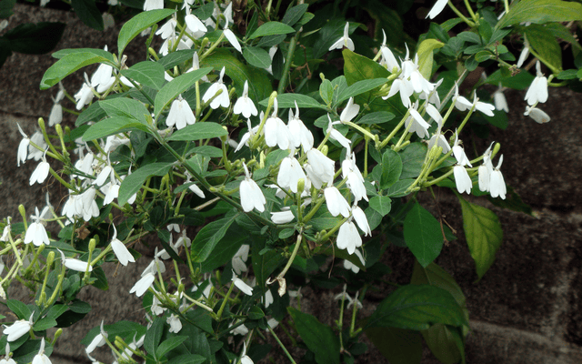 Cây Bạch Hạc ( cây kiến cò ) Cây Bạch Hạc ( cây kiến cò )