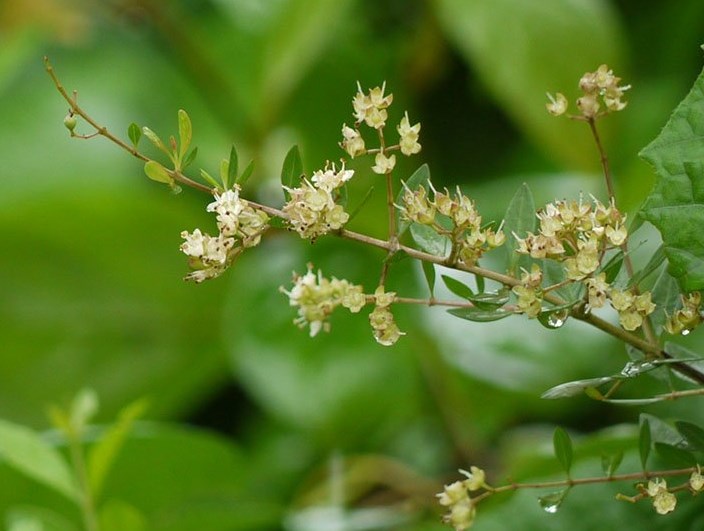 Cây lá móng tay Cây lá móng tay