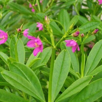 Cây Rau Sâm Đất