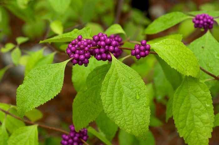Cây Nàng Nàng (Trứng Ếch, Bọt Ếch - Callicarpa candicans (Burm.f.) Hochr.) chữa mụn nhọt, lở loét Cây Nàng Nàng (Trứng Ếch, Bọt Ếch - Callicarpa candicans (Burm.f.) Hochr.) chữa mụn nhọt, lở loét