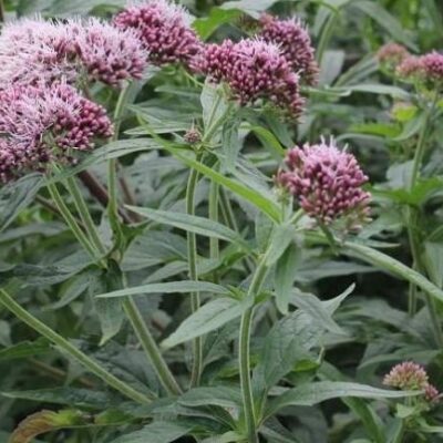 cây mần tưới đuổi bọ chó