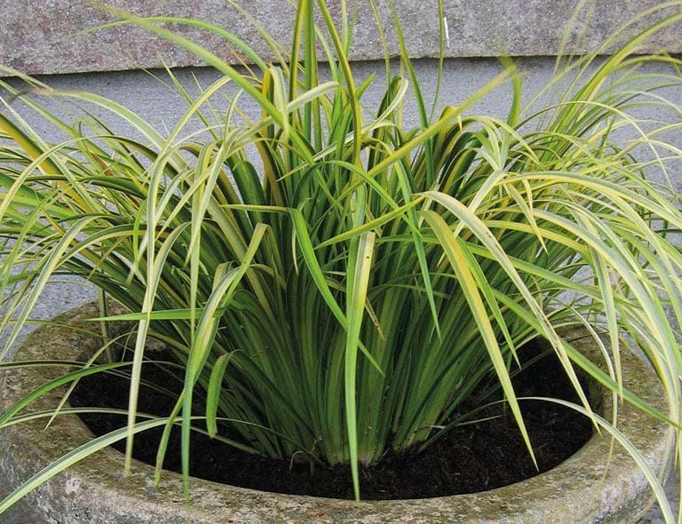 Cây Thạch xương bồ