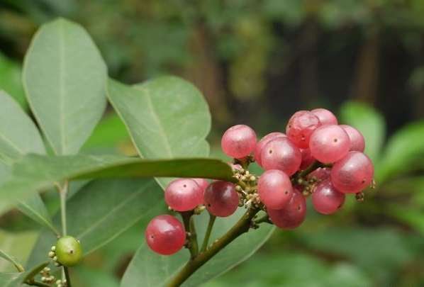 cây bưởi bung cây bưởi bung