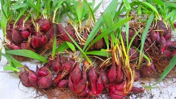 SÂM ĐẠI HÀNH TƯƠI - 1kg