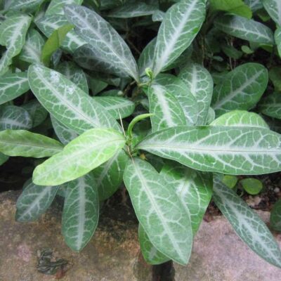 Cây lưỡi nhân ( cây cam xũng hoặc cây lưỡi người)