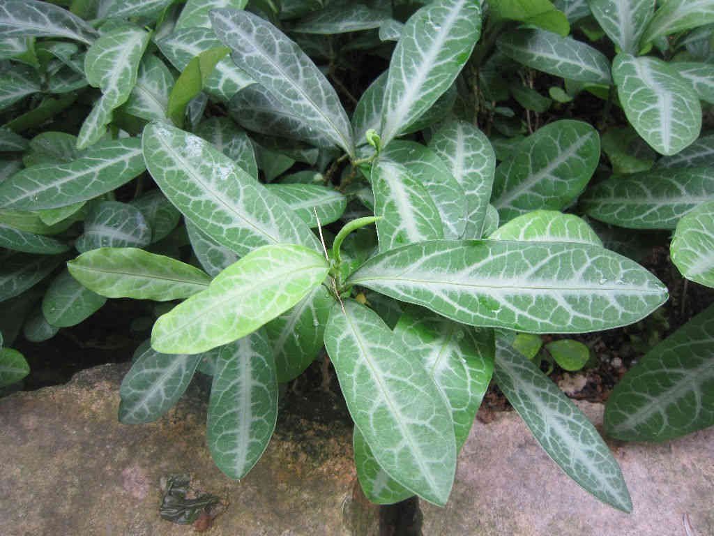 Cây lưỡi nhân ( cây cam xũng hoặc cây lưỡi người)