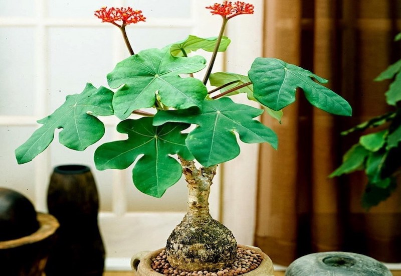 Cây ngô đồng Cây ngô đồng