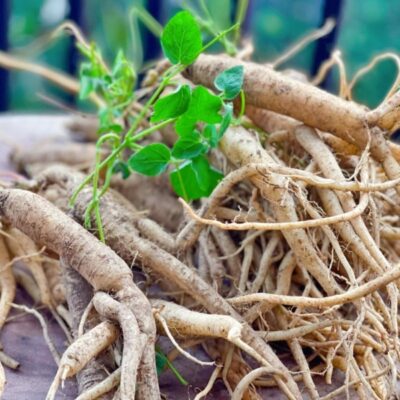 Cây thuốc đẳng sâm