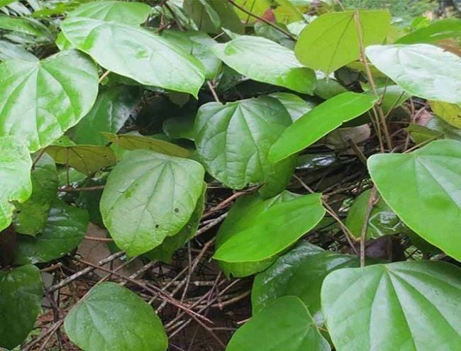 Cây Vàng đằng (Hoàng đằng) - Kháng sinh thần kỳ từ thảo dược