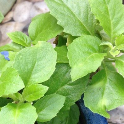 rau bầu đất trắng, rau bầu đất đỏ