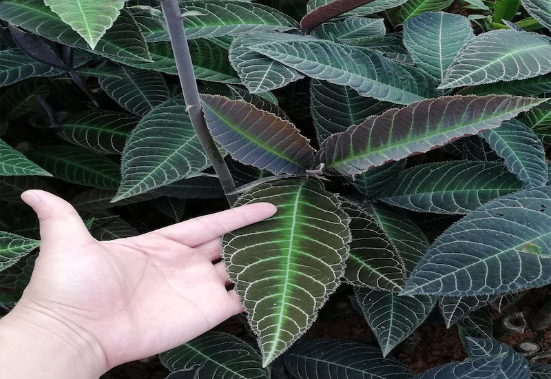 CÂY KHÔI NHUNG CÂY KHÔI NHUNG