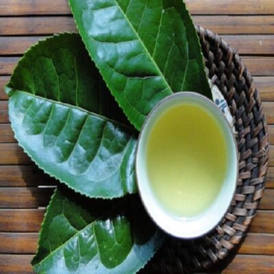 Cây Chè Dung - Thức Uống Vàng Thanh Nhiệt Chữa Bệnh Hiệu Quả