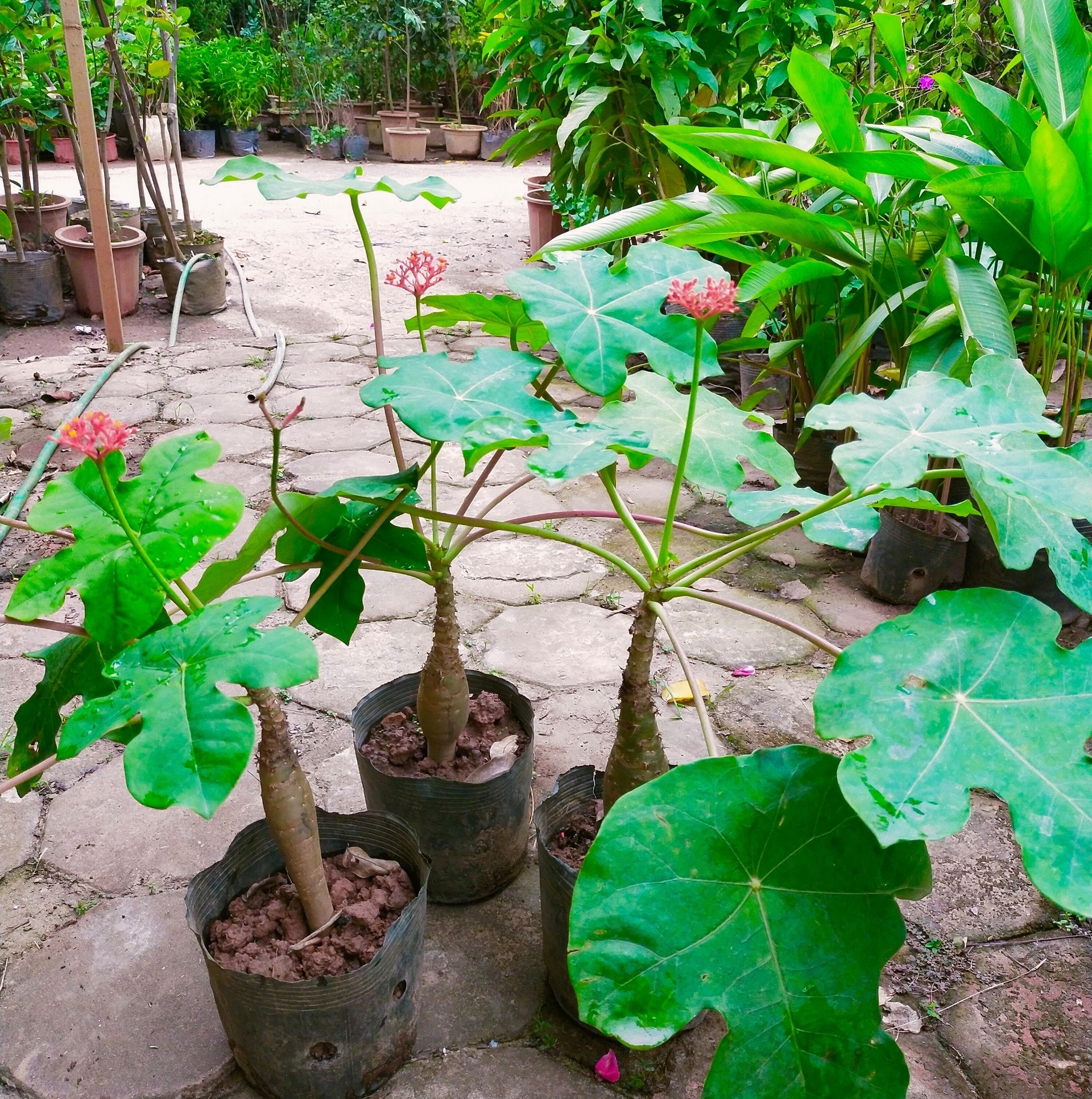 Cây ngô đồng Cây ngô đồng