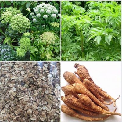 Hạt Giống Cây bạch chỉ - 1kg