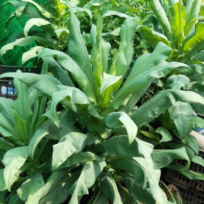 cây giống bồ công anh Việt Nam lá dài