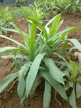 CÂY GIỐNG RAU BỒ CÔNG ANH