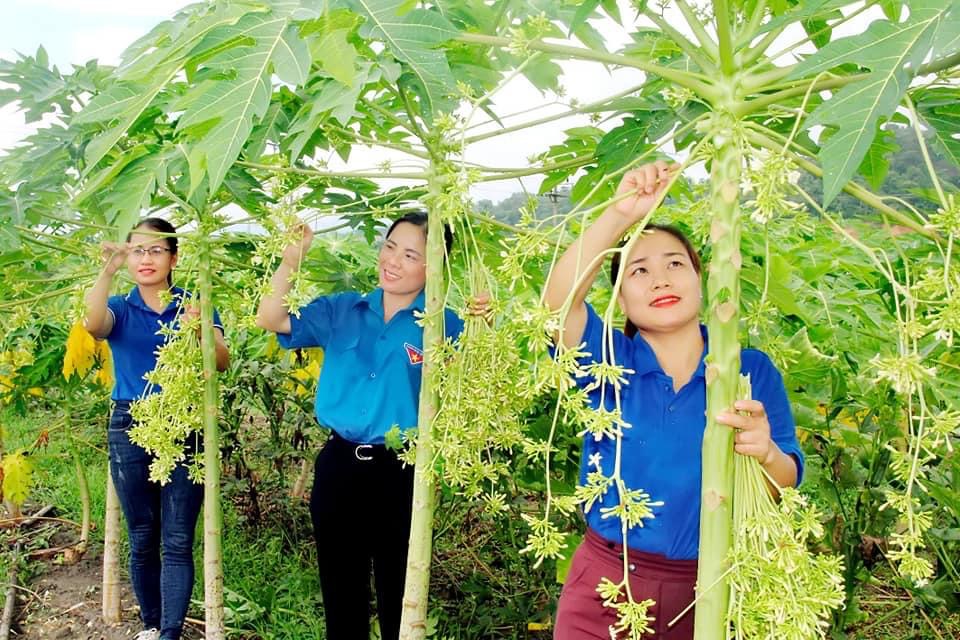 hạt giống cây đu đủ đực (gói 10 hạt) hạt giống cây đu đủ đực (gói 10 hạt)