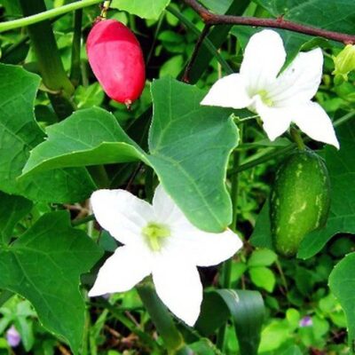 Hạt giống bình bát thân dây leo