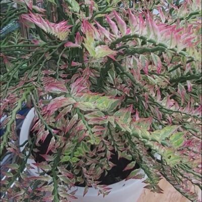 cây hồng tước san hô (cây thuốc giấu)