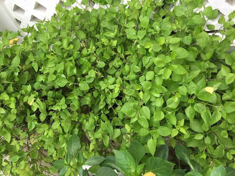 RAU NGÓT NHẬT RAU NGÓT NHẬT