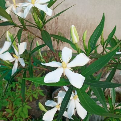 cây giống dành dành lá kim ( dành dành suối )