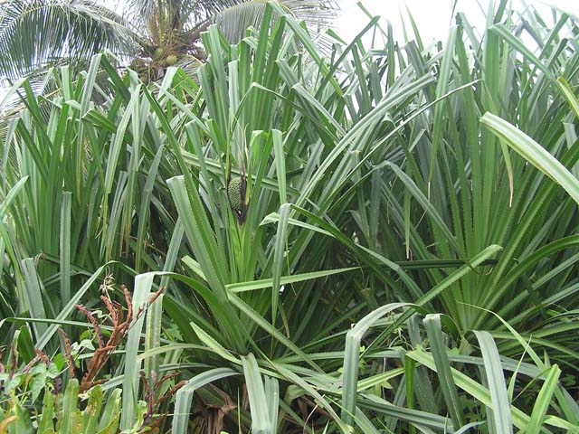 Cây dứa dại Cây dứa dại