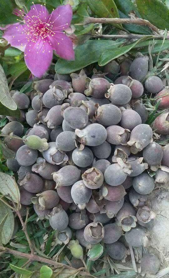 Cây hoa sim rừng Cây hoa sim rừng