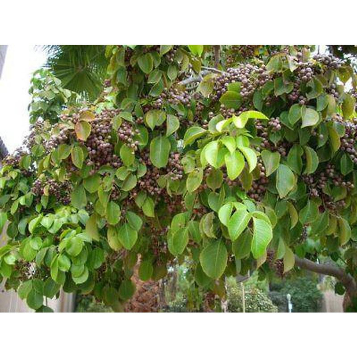 cây nhội cây nhội