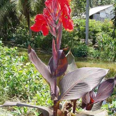 Cây Dong Riềng Đỏ Thảo Dược Số 1 Điều Trị Bệnh Mạch Vành