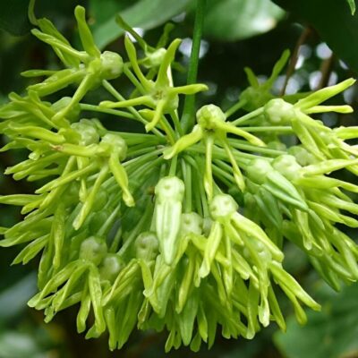 chậu hoa thiên lý siêu hoa size to