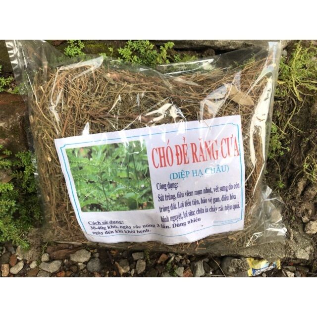 Cây chó đẻ răng cưa khô (diệp hạ châu) - 1kg
