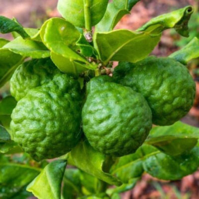 cây giống CHANH CHÚC (Chanh Thái não người lá số 8)