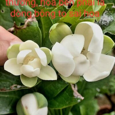 cây hoa dạ hợp hương, hoa trứng gà thơm nứt