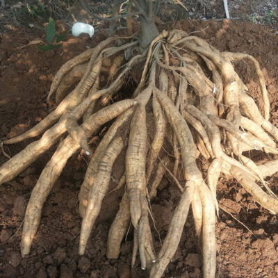 cây sắn dây ta cao sản