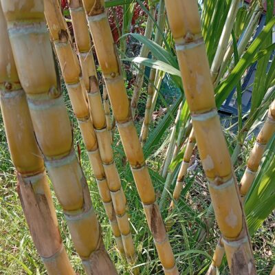 mía mây vàng Thái Lan