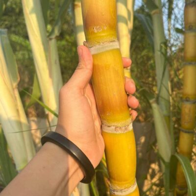 giống mía vàng " HOÀNG KIM "