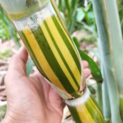 mía vàng sọc xanh Hilo bụng phật (khi mía già ăn nắng toàn phần có sọc đỏ xuất hiện)