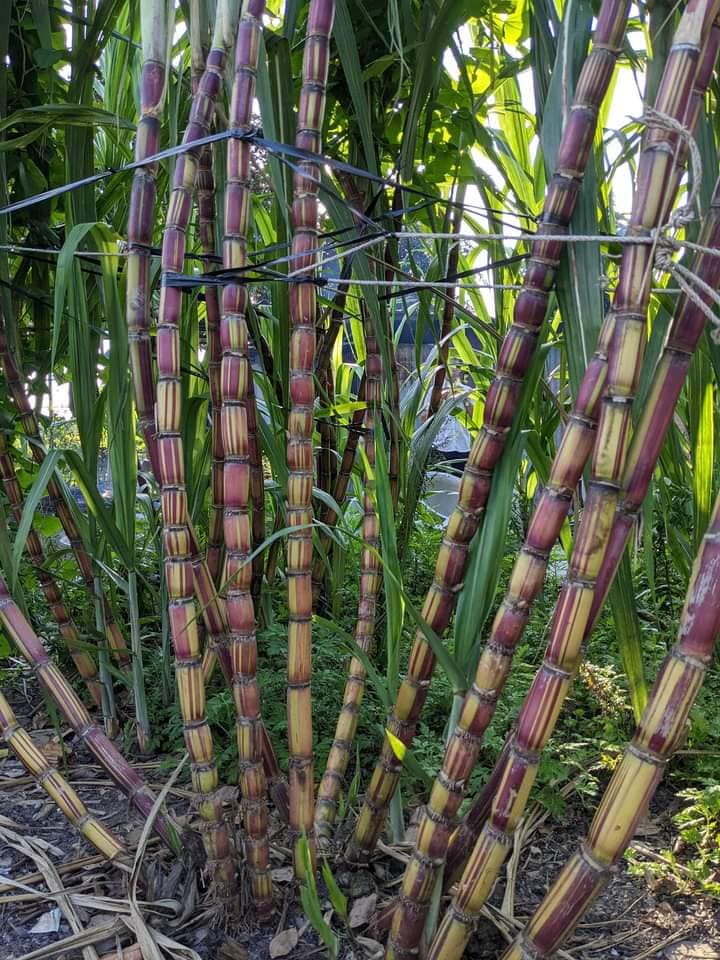 mía vàng sọc đỏ Hawaii Mỹ mía vàng sọc đỏ Hawaii Mỹ