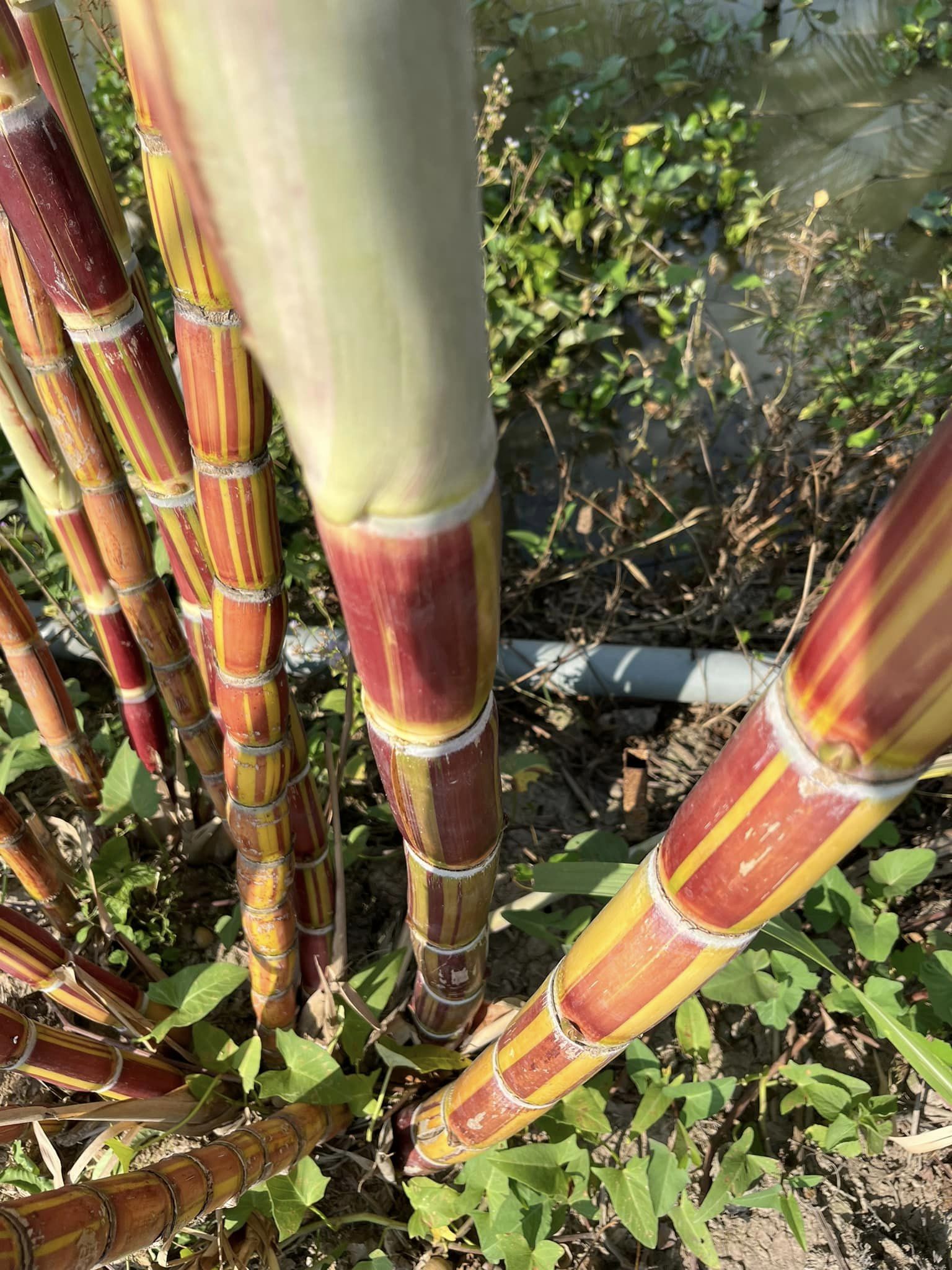 mía vàng sọc đỏ Hawaii Mỹ mía vàng sọc đỏ Hawaii Mỹ